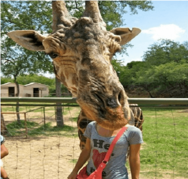 Giraffe