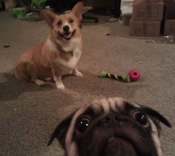 Pug Photo Bomb