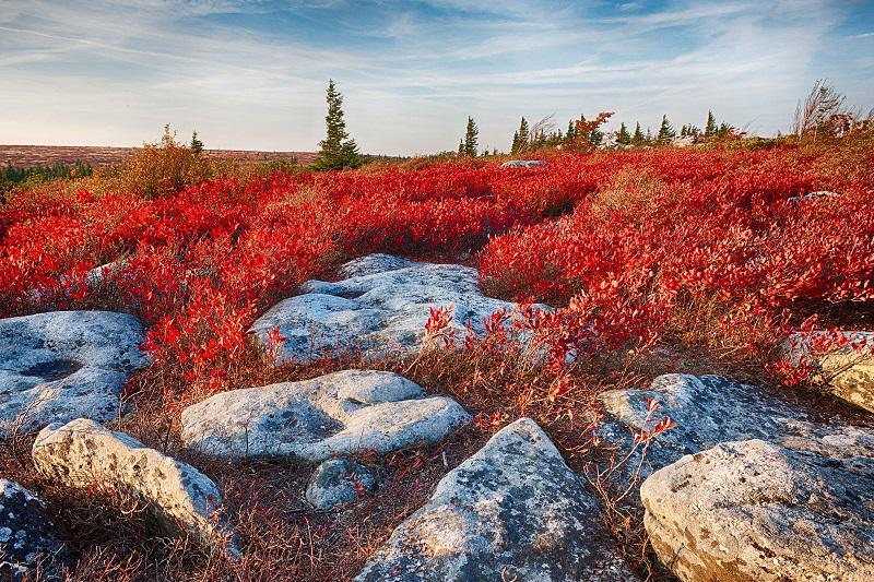 Autumn Ground Cover