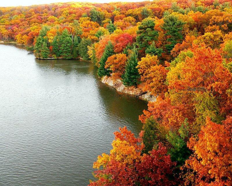 Lake Trees