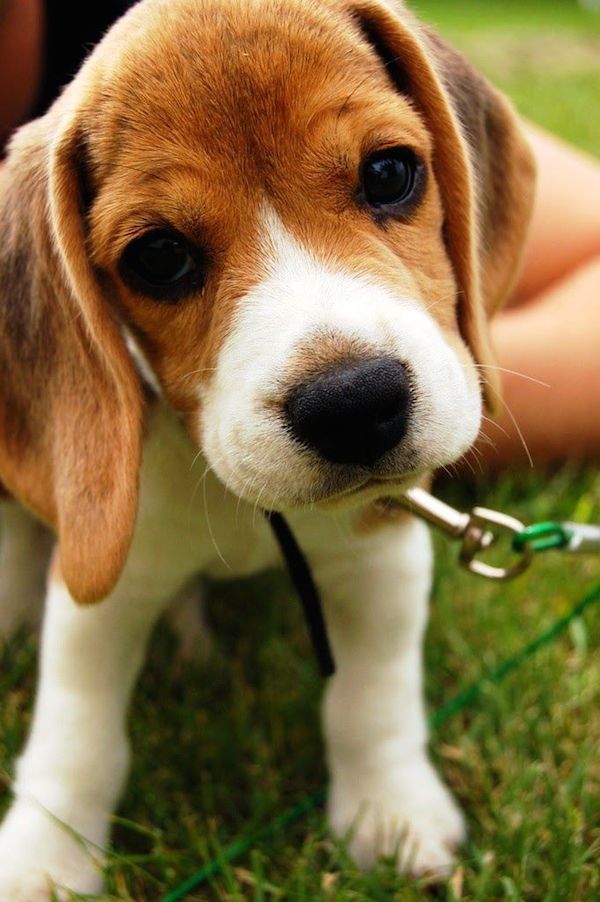 beagle puppy