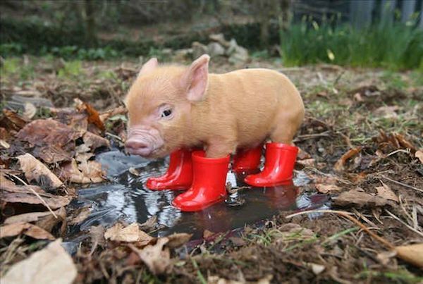 adorable animals miniature pig