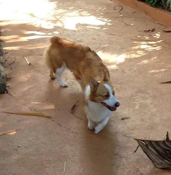 Panorama Photos Corgi