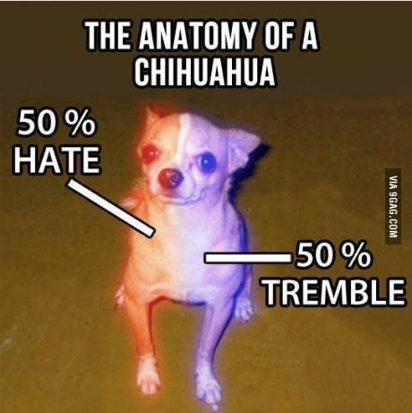 Anatomy Of A Chihuahua