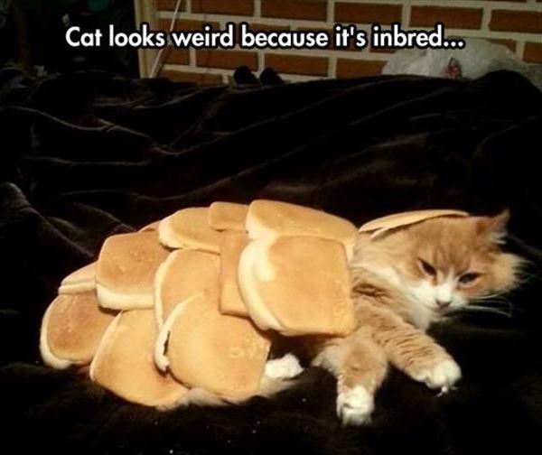 Inbred Cat