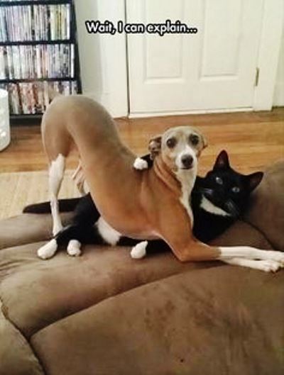 Pinterest Pictures Interspecies Animal Love