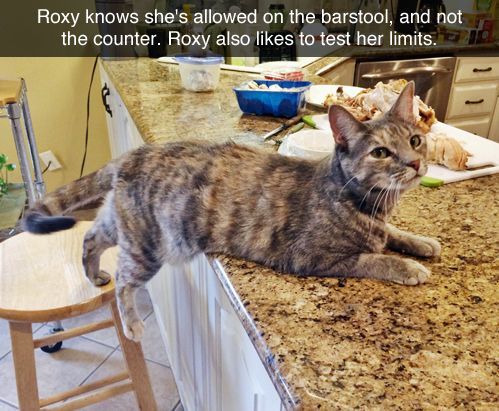 Roxy On The Bar Stool