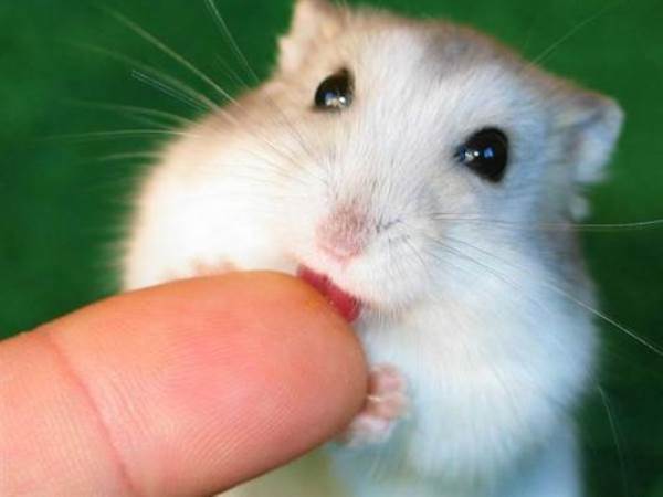 Baby Hamster