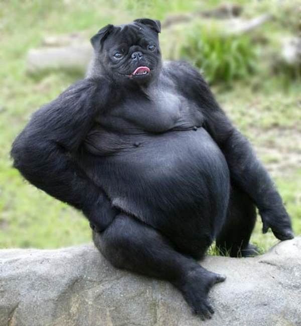 Pug Gorilla