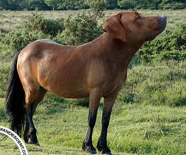 Weird Horse