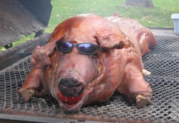 Pig