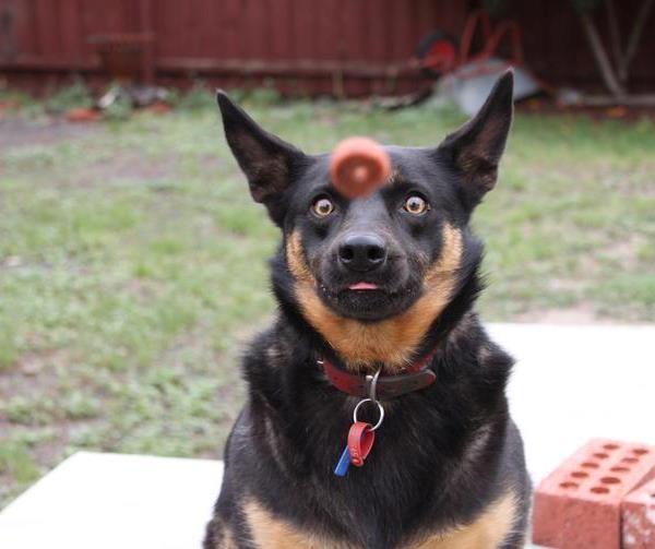 Timing Is Everything Dog Looking At Treat