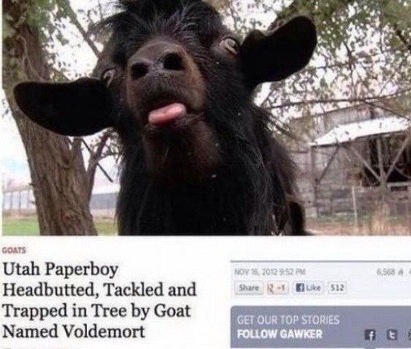 Angry Goat