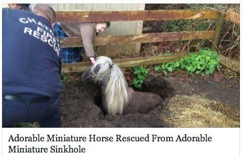 Miniature Horse