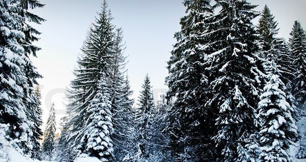 Pine Tree Covered In Snow