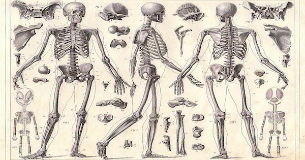 How Attached Are You To Your Bone Marrow?