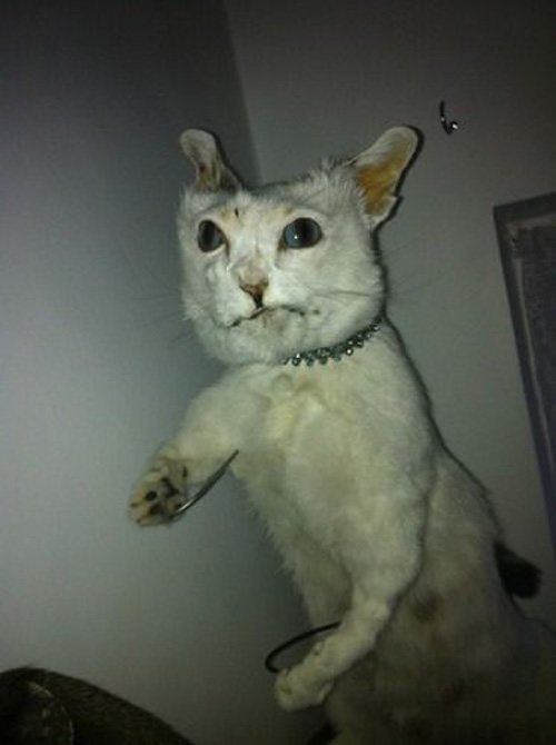 Action Cat Bad Taxidermy