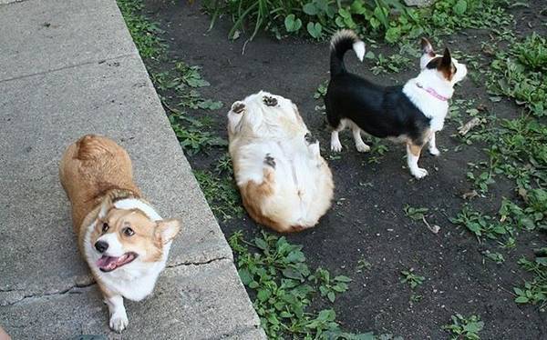 Big Corgis