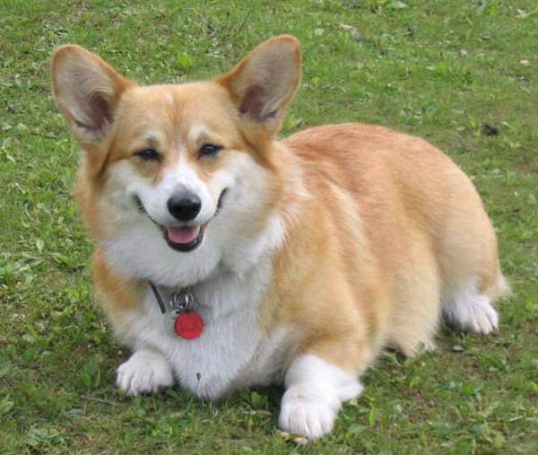 Chunky Corgis