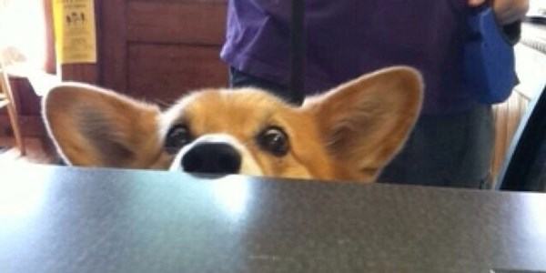 Corgi Face