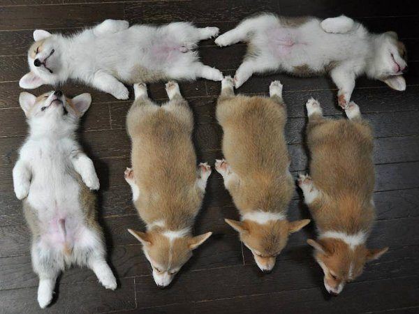 Corgi Puppies