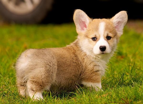 Corgi Puppy