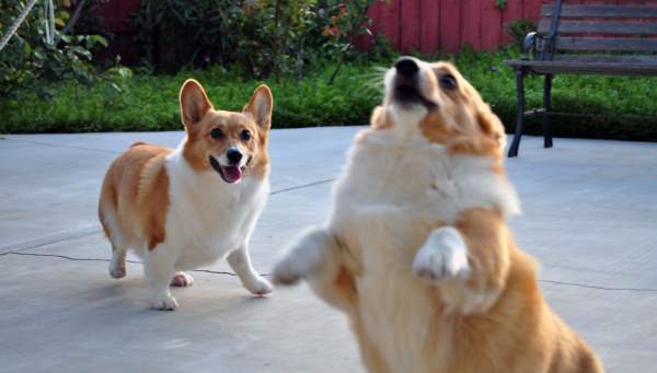 Corgi