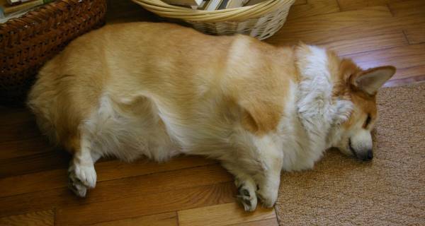 Corgis With Dad Bods