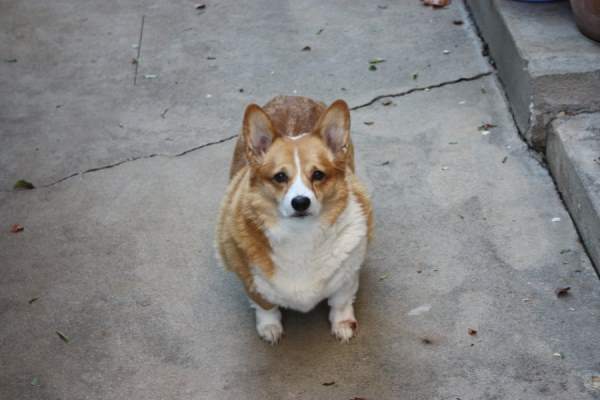 Corgis