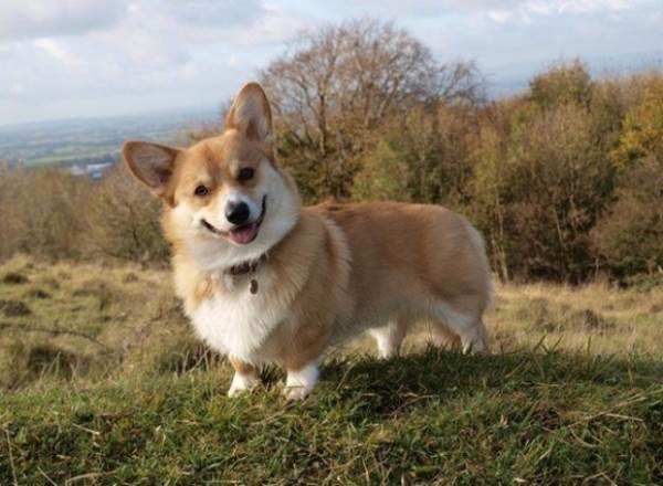 Cutest Corgi