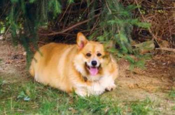 Fat Corgi