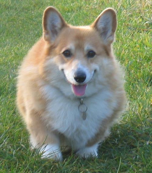 Fluffy Corgi