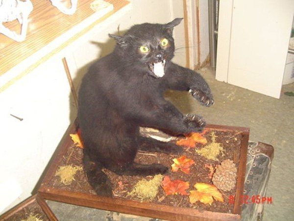 Bad Taxidermy