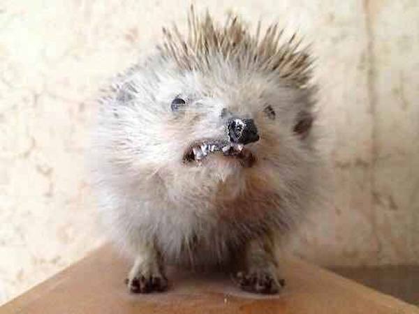 Nervous Porcupine