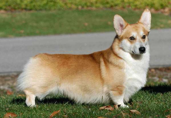 Welsh Corgis