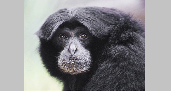 Fuckable Apes Siamang