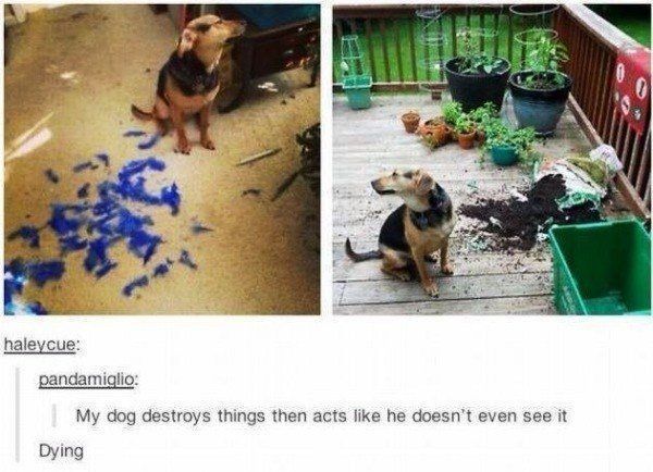 Guilty Dog