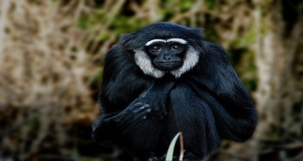 Kloss's Gibbon