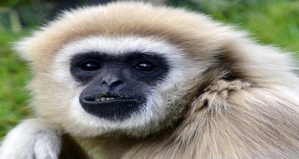 Lar Gibbon