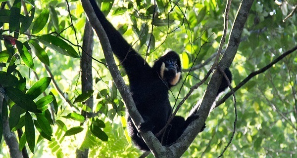 Northern Buff Cheeked Gibbon