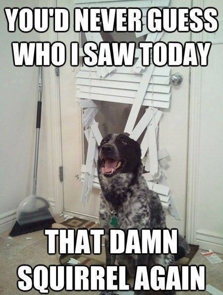 Funny Dog Meme