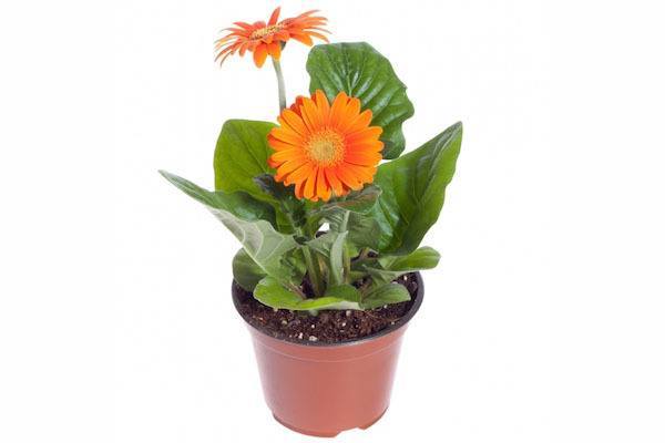 Gerbera Daisy