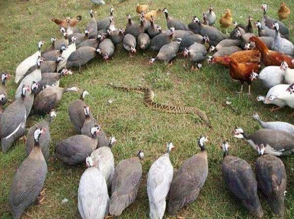 Birds Surround Snake