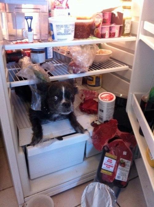 Fridge Dog