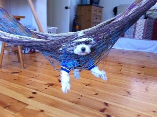 Hammock Dog