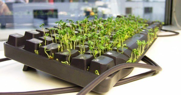 Keyboard Plant