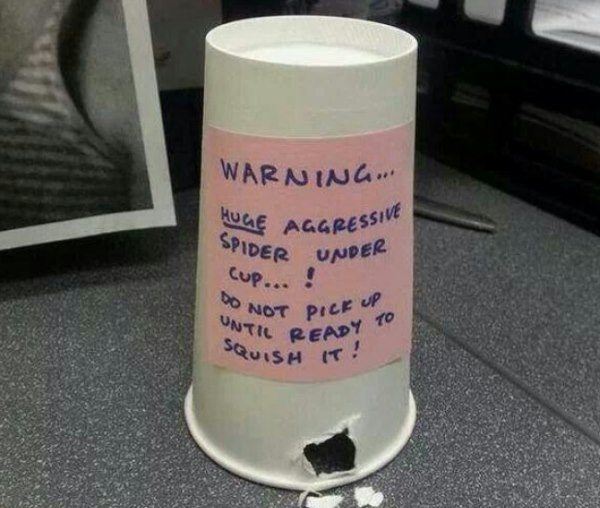 Office Pranks Spider Trap