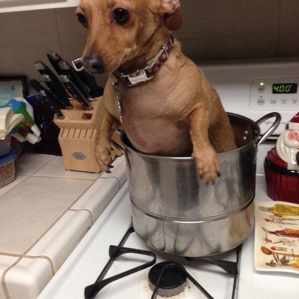 Pot Dog Animal Regrets