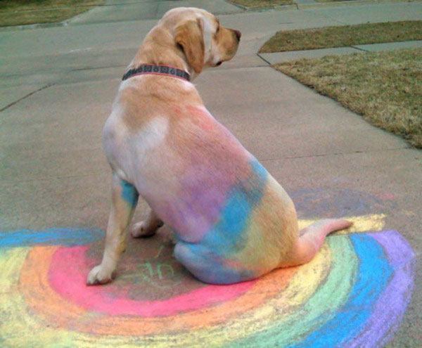 Rainbow Dog