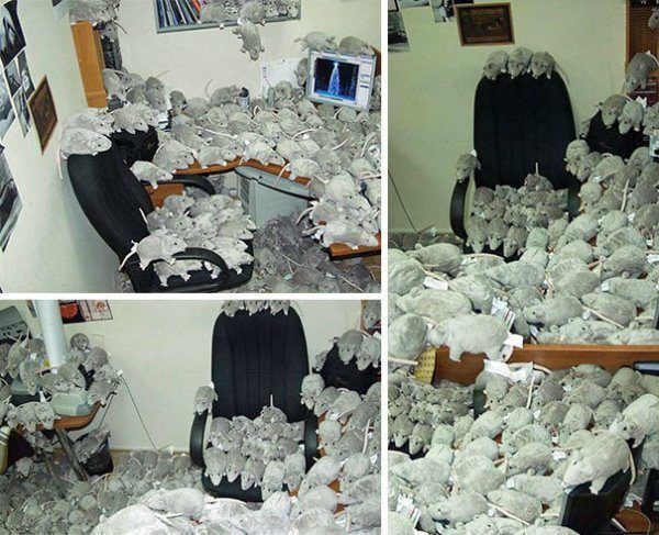 Stuffed Rats Office Prank